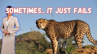 Cheetah failed to hunt 2 trending shots short [upl. by Hittel]