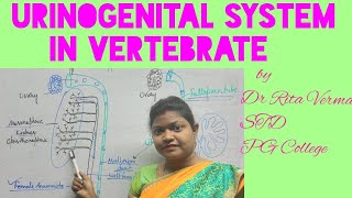 Urinogenital system in Vertebrate a Comperative account for BSc MSc NEET UPSC easier explanation [upl. by Acinorahs]