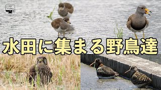 池島の野鳥観察・水田に集まる野鳥達（ケリ・タマシギ・チョウゲンボウ） [upl. by Orelee]