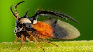 The Insects Who Vibrate To Communicate  Planet Earth III  BBC Earth [upl. by Saunders]