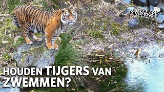 Houdt een TIJGER van ZWEMMEN 🐅  De Vraag Van Vandaag [upl. by Herby]