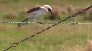 Loggerhead Shrike has a Meal [upl. by Gaile]