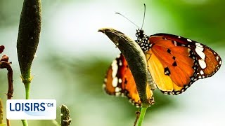 Papiliorama  Une jungle tropicale en Suisse [upl. by June]