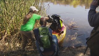 Volunteers clean up San Diego River before rainy season [upl. by Spiro]