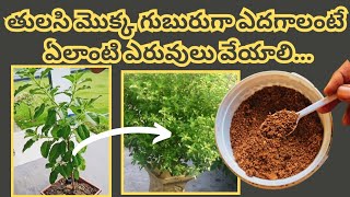 ఈ Tips ను follow అయితే మీరు కూడా ఇలా గుబురుగా పెంచుకోవచ్చు  Tulasi plant growing tips tulasi [upl. by Elephus]