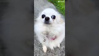 cute bug eyed precious pets youtubeshorts familydog love seniordog don’t own rights to music [upl. by Raye]