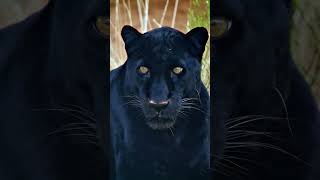 Witness the black leopard a rare melanistic variant with a dark coat caused by excess pigmentation [upl. by Uella]