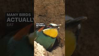 Why Do Birds Eat Poop 💩 The Shocking Truth [upl. by Caprice713]