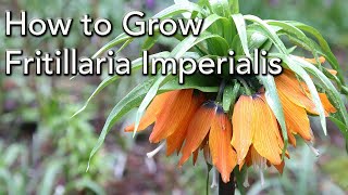 How to Plant and Grow Fritillaria imperialis  The Crown Imperial [upl. by Koser]