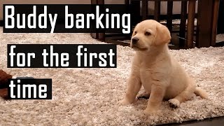 Labrador Puppy Barking for the First Time  Compilation Super Cute Video [upl. by Huei]