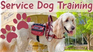 Service Dog Training  At Target [upl. by Netsew]