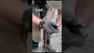 Part 5 horse horsehoof horsecare asmr farrier horseshoeing horses horseriding [upl. by Newcomb]