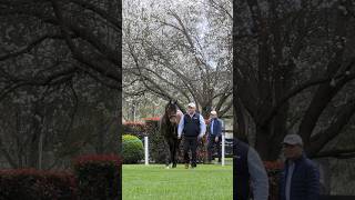 🇦🇺 2024 Darley stallion parade at Kelvinside [upl. by Yarahs]