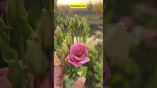 Surprise Lisianthus ke Phool beautifulflowers [upl. by Eyatnod]