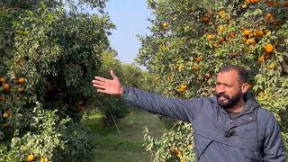 पंजाब का नंबर 1 किन्नू का बाग। Number1 Kinnow farm in punjab 9815526119 [upl. by Dixil]