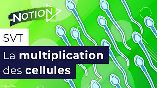 Questce que la mitose division cellulaire  SVT 3e [upl. by Haughay952]