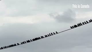 Incredible birds use electrical power lines to put on a classic show birds [upl. by Nasar]