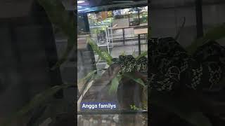 ANGGA FAMILY DI ANIMALIUM BOGORpart 207fypシ fyp shortsvideo shortvideo shorts animalium BRIN [upl. by Page]