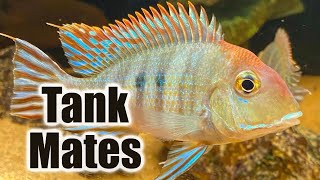 Top 10 Tank Mates for Geophagus Tapajos [upl. by Notnad899]