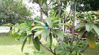 Sapodilla Tree Manilkara zapota [upl. by Godfree]