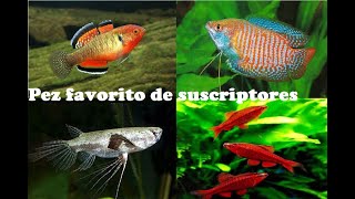 Peces de suscriptores Los favoritos [upl. by Nillor]