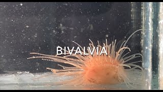 Bivalvia [upl. by Ardnasac]