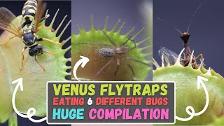 Venus Flytrap King Of Plants  Venus Flytrap Eating Aliens Spiders Wasps Flies amp More New 2023 [upl. by Cramer]