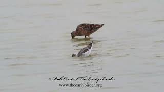 Phalaropus tricolor WILSONS PHALAROPE foraging joins Dowitcher 3029886 [upl. by Aiekan]