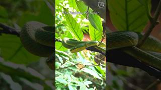 The Bamboo PitViper also known as Trimeresurus gramineus is a mesmerizing creature [upl. by Hastie205]