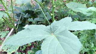 Life cycle of the Okra plants  Abelmoschus esculentus or lady fingers [upl. by Ahsihat173]