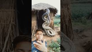 Anaconda Saamp 😱 snake wildlife nature cobra youtubeshorts subscribe [upl. by Noitsirhc]