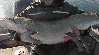 biggest muskie ever caught on video RETURN OF THE SLOB Sloblandchartersca [upl. by Iborian596]