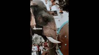 Kalpathy Rathotsava at Sree Visalakshi Sametha Sri Viswanatha Swamy Temple in Kalpathy Kerala [upl. by Mccoy]