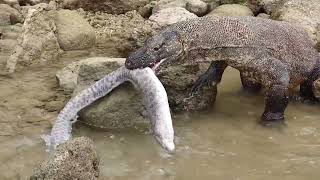 Viral Komodo Attack Catches The Electric Eel King [upl. by Durrej]