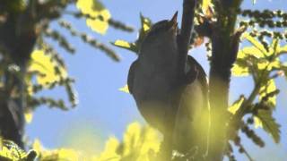 Humes Warbler  Phylloscopus humei [upl. by Fergus]