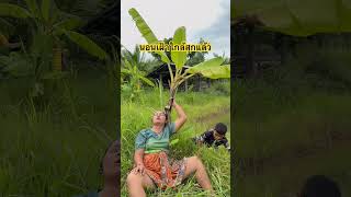 นอนเฝ้ากล้วยใกล้สุกแล้ว Lie down watching the banana Its almost ripe funny ตลก comedy ขำๆ [upl. by Eramal]