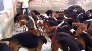 Vidéo chenil repas des chiens [upl. by Athiste]