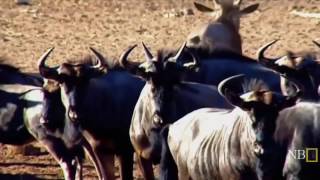 Savanas Africanas  Documentario Dublado [upl. by Leidag]