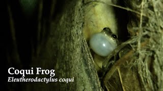 Coqui Frogs Calling in Puerto Rico [upl. by Zechariah]