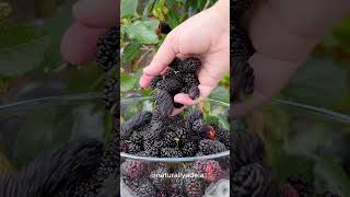 Mulberry Picking from our Everbearing Dwarf Mulberry Tree [upl. by Oakleil]