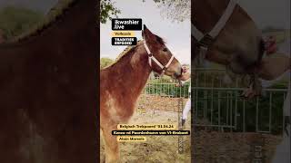 Kenza van de Paardenhoeve van VlaamsBrabant  Alain Moreels shorts horse paard drafthorse [upl. by Sanchez]