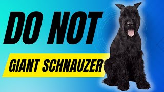 7 Reasons You SHOULD NOT Get a Giant Schnauzer Dog [upl. by Yancey952]