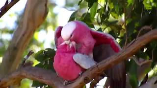 Birds galahs mating [upl. by Fadden]