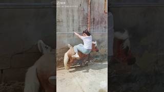 Todays best horse play horse play shorts latestplay [upl. by Trev562]