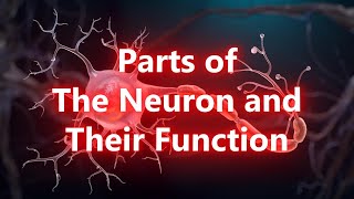 Parts of The Neuron and Their Function [upl. by Hcardahs]