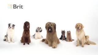 Brit Care dog commercial [upl. by Idnym]