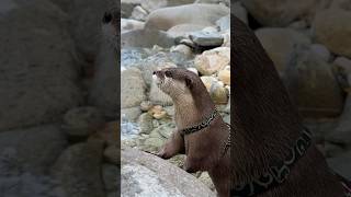 Cute Otter Confused by Sudden Broadcast Noise😳😳 shorts aty otter WaterSausage [upl. by Bonnie]