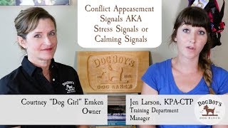 Learning to Work With Your Dogs Conflict Appeasement Signals  Dog Training  Dogboys Dog Vlog [upl. by Catrina]