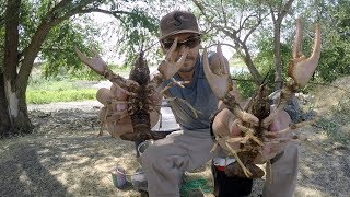 Cangrejos De Rio Con Cerbatana Y Trampa  Caza Y Pesca [upl. by Flem562]