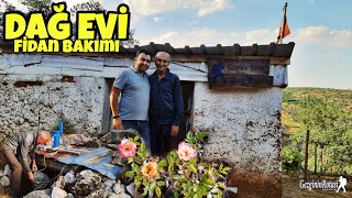 DAĞ EVİ FİDANLARININ AŞI YERLERİNİN BAKIMI  HATALI FİDAN DİKİMİNDEN DÖNDÜK GEZGİNİN ROTASI [upl. by Packston]